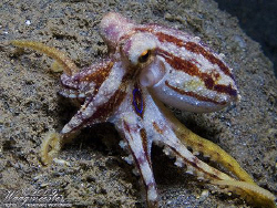 Poison Ocellate Octopus (Octopus mototi) - Amed, Bali (Ca... by Marco Waagmeester 